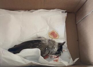 Kronologi Paket Teror Bangkai Burung ke Aktivis Lingkungan Delima Silalahi